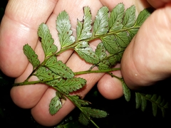 Arachniodes simplicior