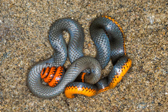 Diadophis punctatus similis