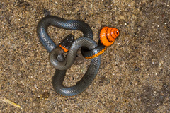 Diadophis punctatus similis