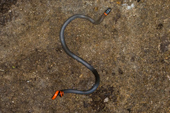 Diadophis punctatus similis