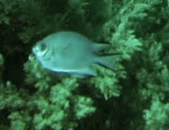 Amblyglyphidodon indicus