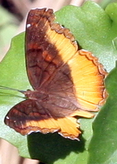 Eurytela dryope