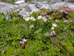 Androsace obtusifolia