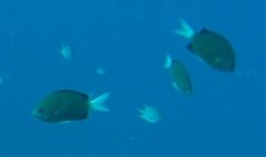 Chromis pembae