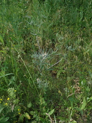 Eryngium planum