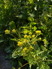 Rorippa palustris