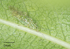 Tinocallis ulmiparvifoliae