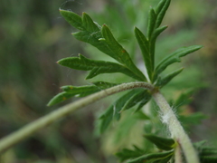 Potentilla argentea
