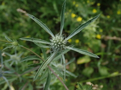Eryngium planum