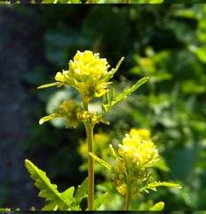Rorippa palustris
