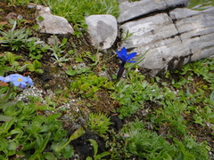 Gentiana bavarica