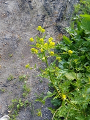 Rorippa palustris