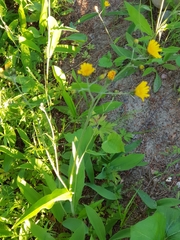 Hieracium laevigatum