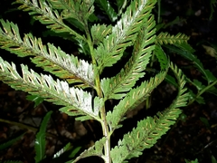 Asplenium surrogatum
