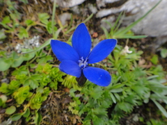 Gentiana bavarica