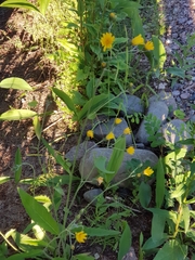 Hieracium laevigatum