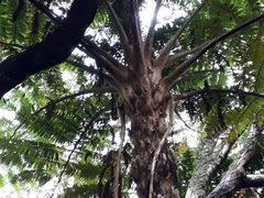 Sphaeropteris excelsa