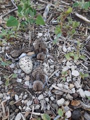 Charadrius vociferus