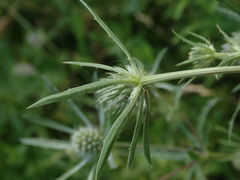 Eryngium planum