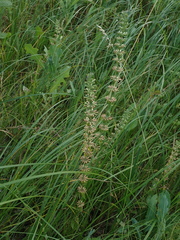 Dracocephalum thymiflorum