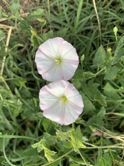 Convolvulus arvensis