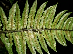 Dryopteris cycadina