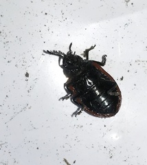 Chrysolina polita