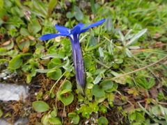 Gentiana bavarica