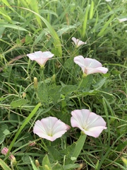 Convolvulus arvensis