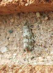 Grapholita packardi