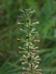 Dracocephalum thymiflorum