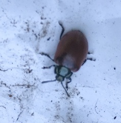 Chrysolina polita