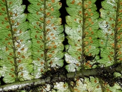 Dryopteris cycadina