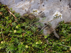 Achillea atrata
