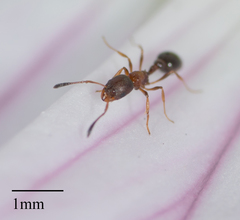 Cardiocondyla mauritanica
