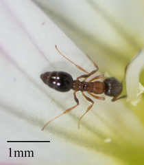 Cardiocondyla mauritanica