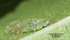 Tinocallis ulmiparvifoliae