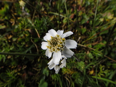 Achillea atrata