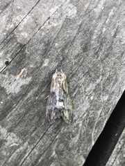 Dasylophia thyatiroides