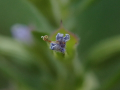 Dracocephalum thymiflorum