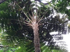 Sphaeropteris excelsa
