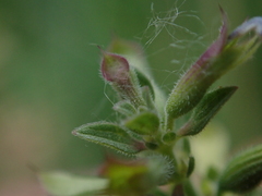 Dracocephalum thymiflorum