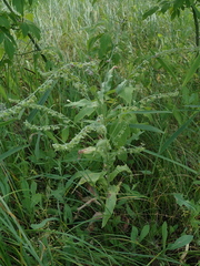 Cynoglossum officinale