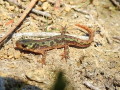 Triturus pygmaeus