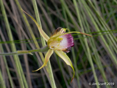 Caladenia paludosa