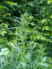 Artemisia vulgaris