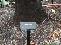 Sphaeropteris excelsa