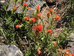 Castilleja applegatei pinetorum