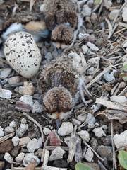 Charadrius vociferus