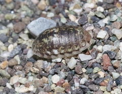 Alloniscus perconvexus